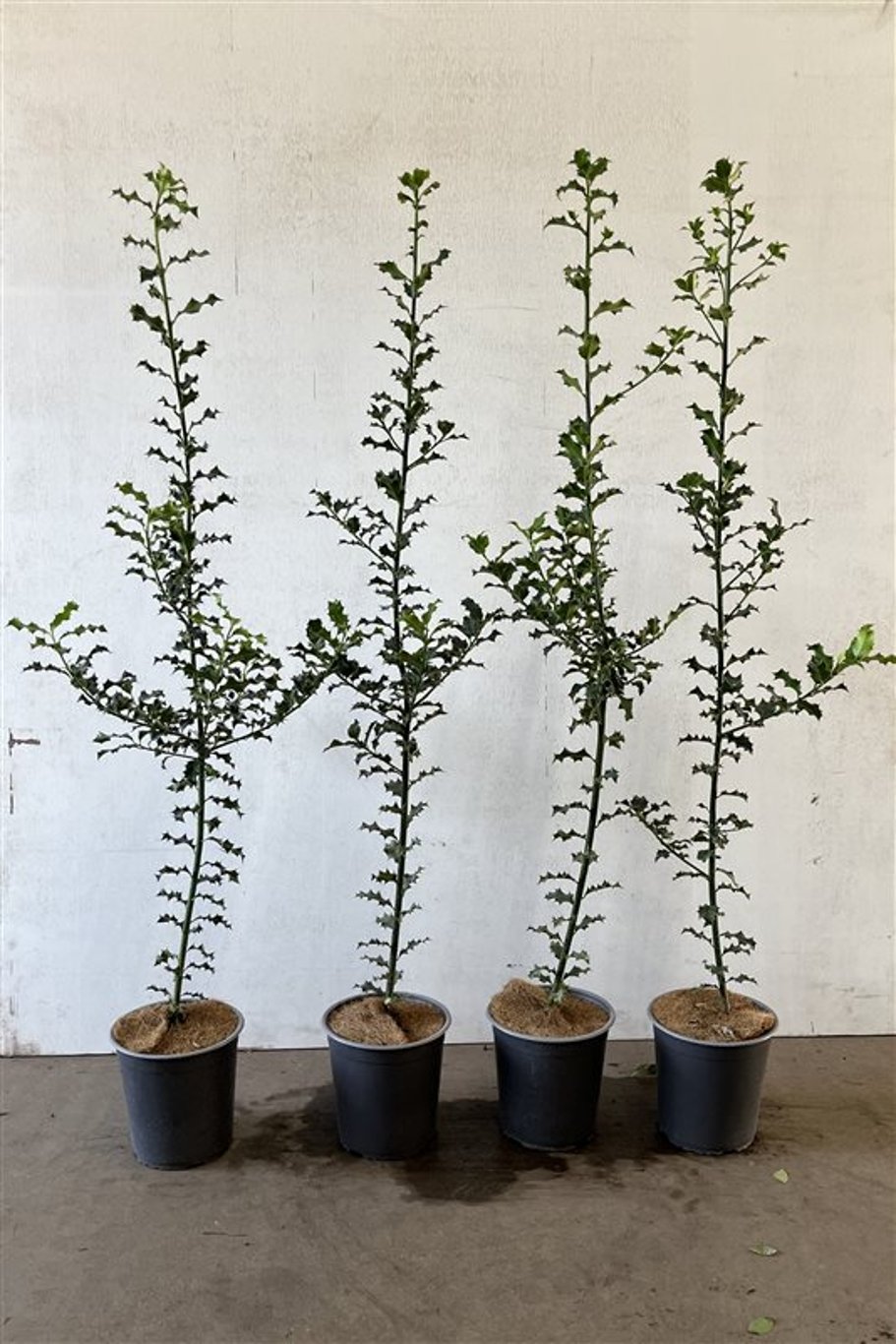 Ilex aquifolium - C3.5 100-125 CM